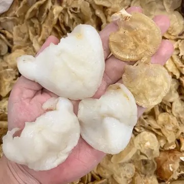 鲍汁花菇扣花胶 鲍汁花菇花胶煲的做法