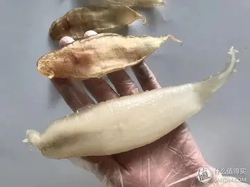 白木耳炖鱼胶的功效与作用(吃花胶和燕窝对身体有哪些帮助？)