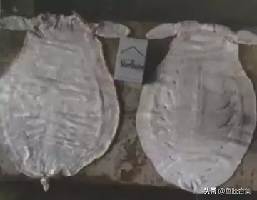 湛江鱼胶批发市场在哪里(湛江哪里有好的海鲜干货？)