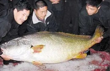新鲜鳗鱼胶多少钱一斤()