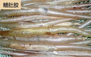 青鲈鱼胶的功效如何(什么是鱼胶？鱼胶有什么营养价值，又有什么做法