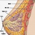 太爱肽集团鳕鱼胶原蛋白肽价格（深海鳕鱼皮胶原蛋白肽价格）