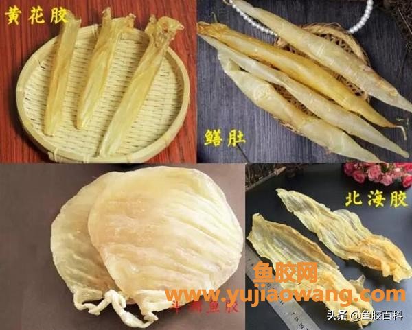 孕几个月吃鱼胶好（孕妇吃鱼胶的最佳时间）