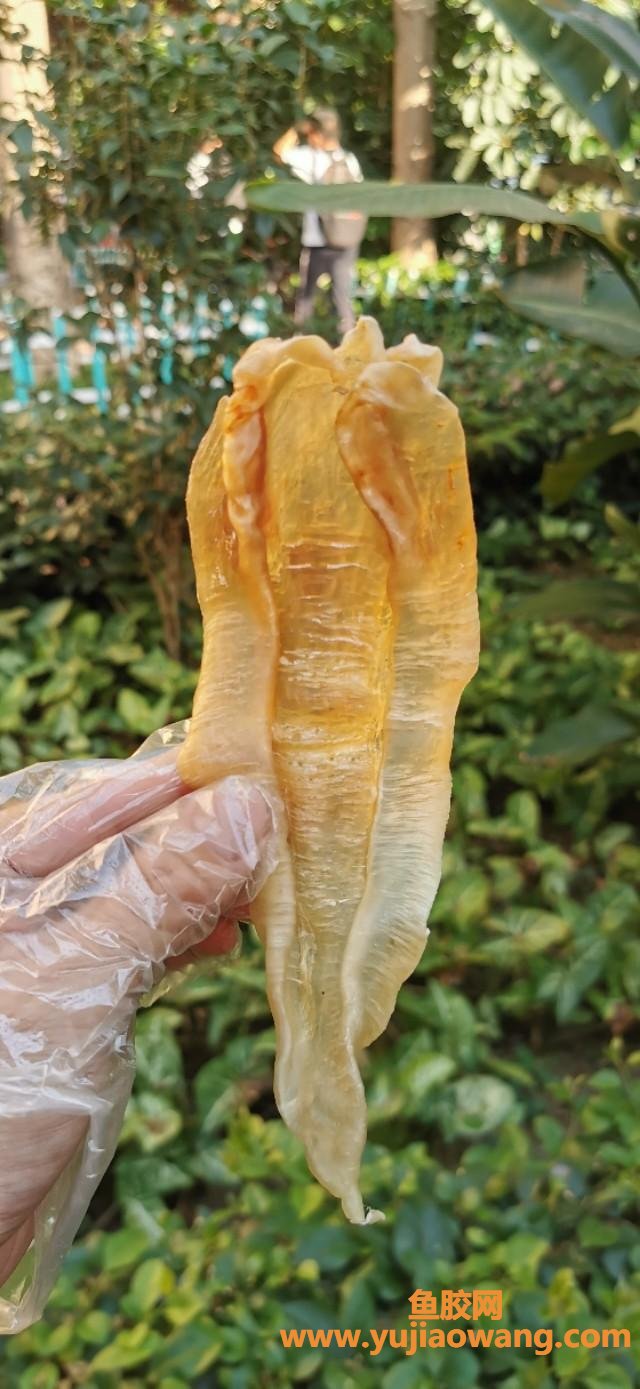 苏里南北海鱼胶图片(北海鱼胶一斤多少钱)
