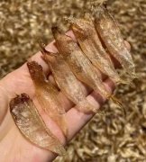 鱼胶瑶柱排骨汤功效与作用(瑶柱和什么食材炖汤才好喝？)