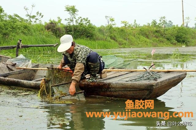 鲫鱼和鱼胶可以一起炖吗(鲫鱼可以直接炖吗？)