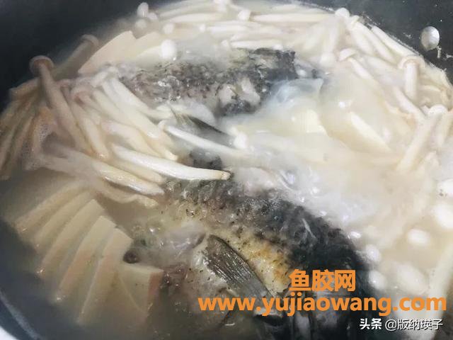 鲫鱼和鱼胶可以一起炖吗(鲫鱼可以直接炖吗？)