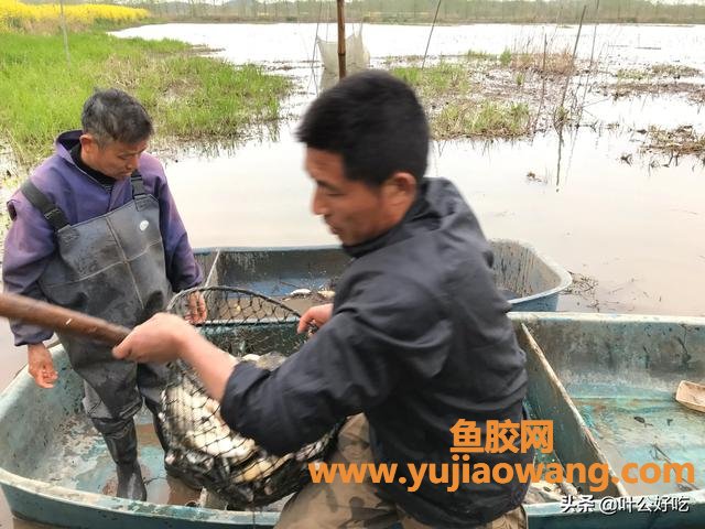 鲫鱼和鱼胶可以一起炖吗(鲫鱼可以直接炖吗？)