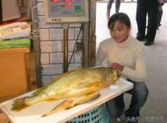 鱼胶可以带过香港吗(香港可以带燕窝和花胶回内地么？)