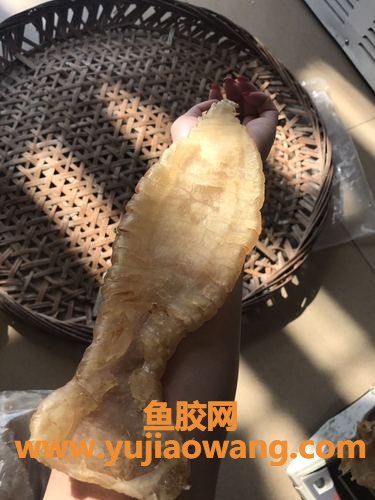 鳘鱼胶(鳘鱼胶的价格)