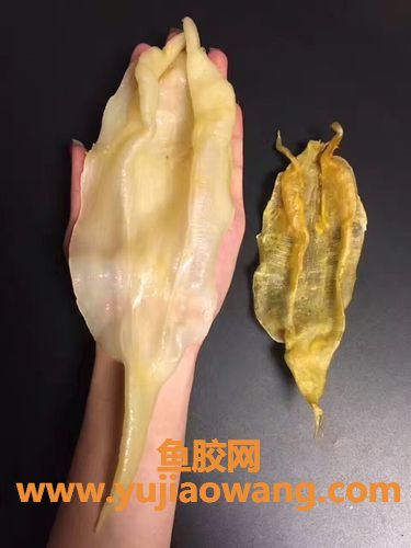 花胶泡发方法(花胶的泡发方法和时间)