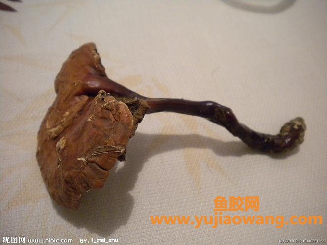 甲状腺癌能吃鱼胶吗(甲状腺癌术后能吃鱼胶海参吗)