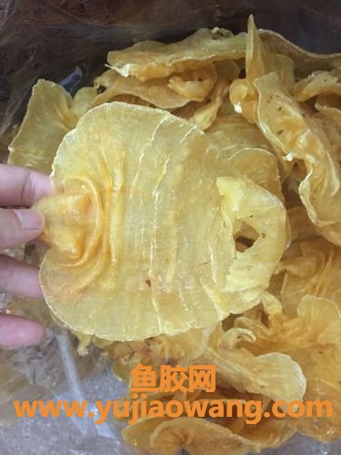 怀孕什么时候吃鱼胶比较好(鱼胶在怀孕期间什么时候吃比较好)