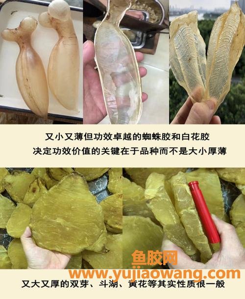 假花胶浸泡特征(假花胶浸泡后的图片)