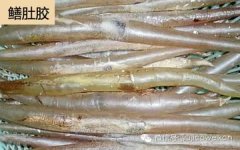 青鲈鱼胶的功效如何(什么是鱼胶？鱼胶有什么营养价值，又有什