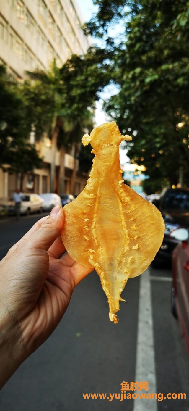 黄花鱼胶的功效和作用(福建这边的黄花鱼胶特产，对孕妇有好处吗？