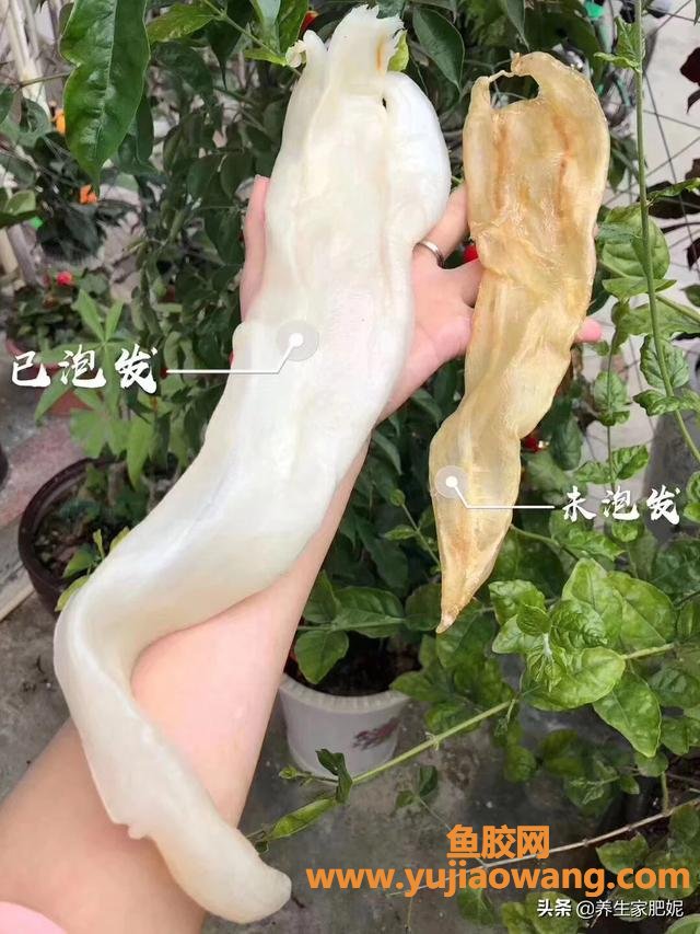 浙江赤嘴鳘鱼胶图片(鱼胶种类有几种？)