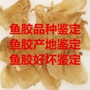 鱼胶蒸好后还用泡水吗(鱼胶要泡多久？)