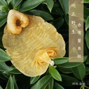 赤嘴鱼胶和黄花胶区别()