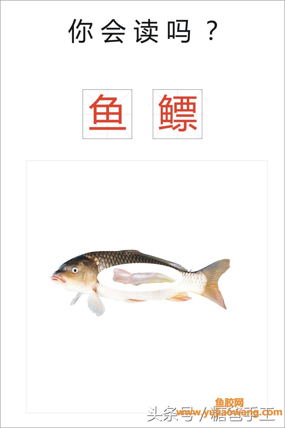 (金钱鮸鱼胶100克价格)鱼鳔，好多人不喜欢吃，由金钱鳘鱼鳔制成的鱼胶