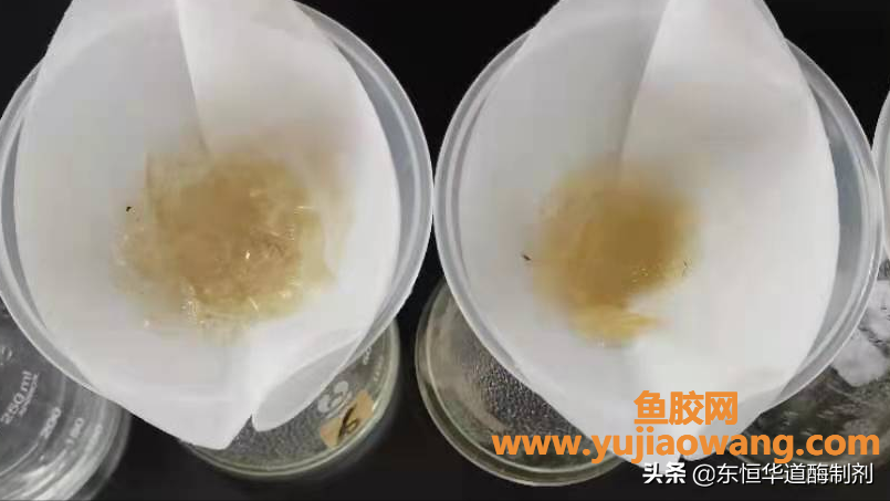 (水解鱼胶原蛋白肽)罗非鱼鳞酶解制备胶原蛋白肽