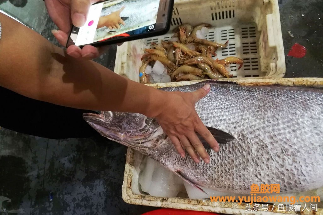 (吃鳘鱼鱼胶有什么好处)大鳘鱼要价300块钱一斤一条超万元渔民说贵的不