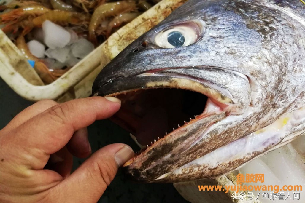 (吃鳘鱼鱼胶有什么好处)大鳘鱼要价300块钱一斤一条超万元渔民说贵的不