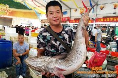 (吃鳘鱼鱼胶有什么好处)大鳘鱼要价300块钱一斤一条超万元渔民