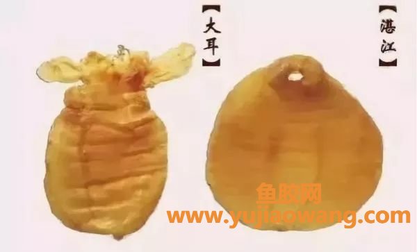 (黄花鱼胶和鳕鱼胶样子)鱼胶第一期_史上最全的鱼胶分类(附图)，涨见识