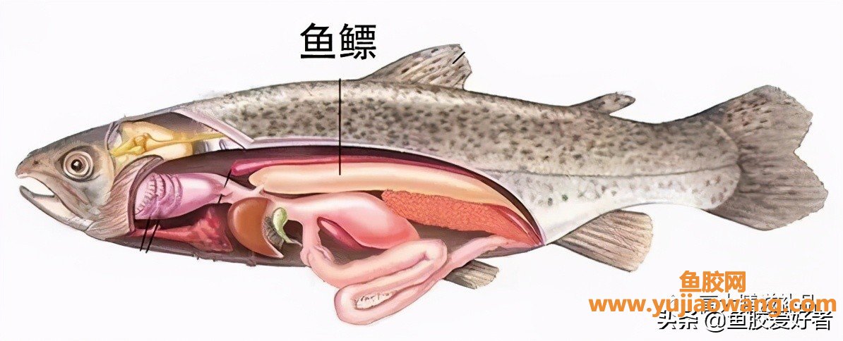 (鱼胶变质了是怎么样)带血丝，血迹、有的还有破洞的鱼胶，还能吃吗