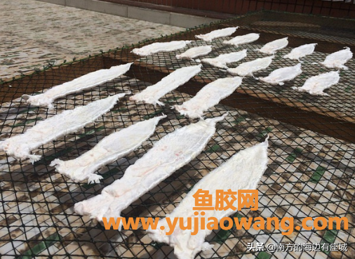 (鱼漂跟鱼胶一样吗)什么是鱼胶_鱼泡是怎样成为鱼胶的，整个蜕变中你