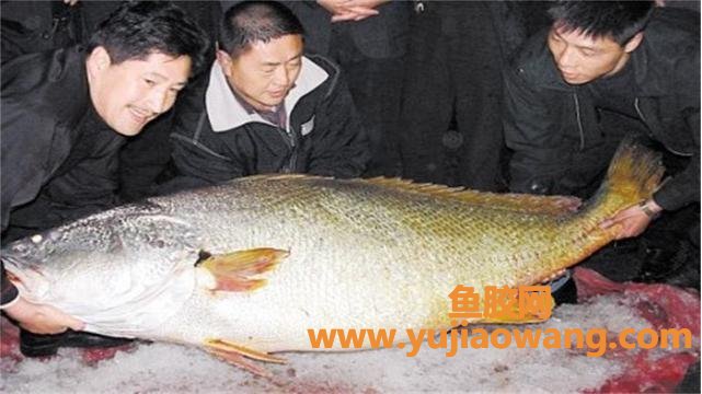 (金钱鮸鱼胶100克价格)它是世界上最昂贵的鱼胶，它是什么鱼胶_
