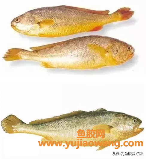 (小金龙鱼鱼胶的功效)“国鱼”金龙鱼胶，品质味道