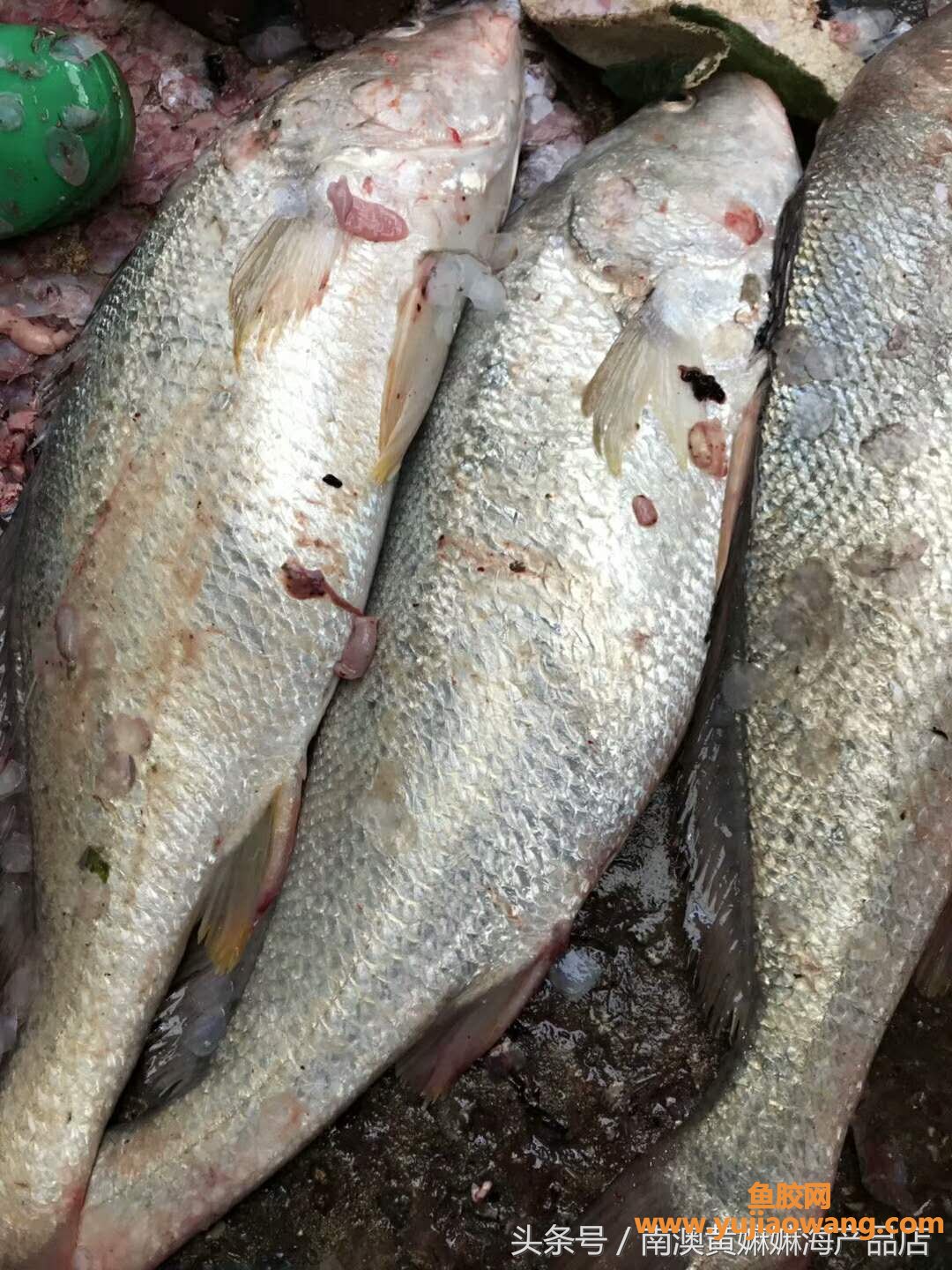 (哮喘可以吃鱼胶吗)正宗南澳名贵鱼胶本港红沃胶(白花胶)