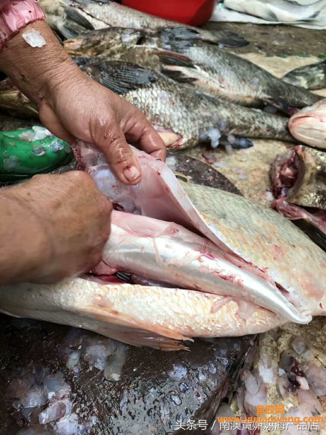 (哮喘可以吃鱼胶吗)正宗南澳名贵鱼胶本港红沃胶(白花胶)