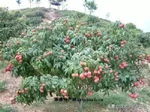 北海花胶是什么意思(花胶大耳是什么鱼的膘？)