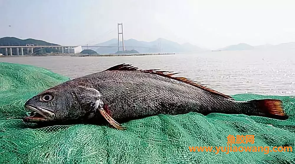 (陈年老斗湖鱼胶的功效)斗湖胶_鱼鳔-普通