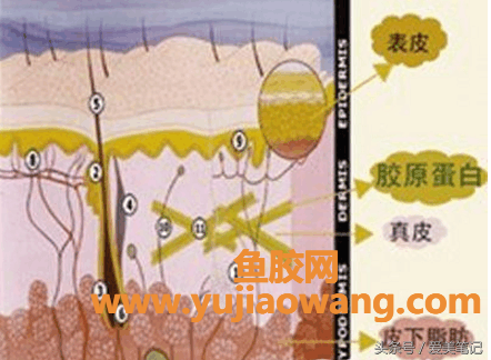 (葡萄籽帮助鱼胶原蛋白粉吸收)胶原蛋白风行抓住要点辨优劣，选出优质