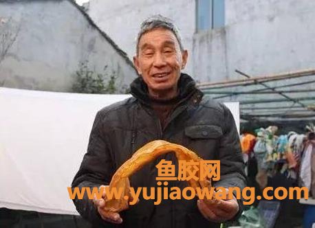 (毛鲿鱼鱼胶怎么取)宁波渔民收藏一片毛鲿鱼鱼胶35年价比黄金贵