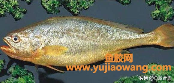 (大黄鱼的鱼胶是啥样)「鱼胶合集」鱼胶之金龙胶鱼种大黄鱼的资源及种