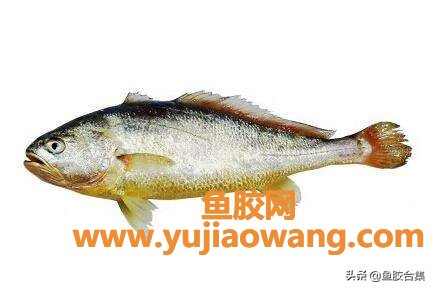 (大黄鱼的鱼胶是啥样)「鱼胶合集」鱼胶之金龙胶鱼种大黄鱼的资源及种