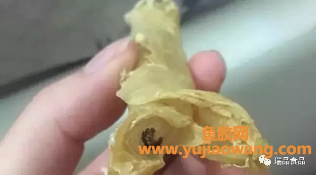 (鱼胶变质了是怎么样)上好的花胶，却发霉长虫了，我该扔了吗_