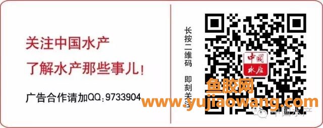 (那些国家有黄唇鱼胶)中国严打金钱鳘鱼胶买卖保护黄唇鱼及加湾石首鱼