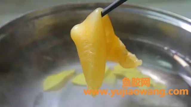 (花旗参石斛鱼胶老鸡汤的功效)【马骁白说】鱼胶_花胶如何泡发才有质