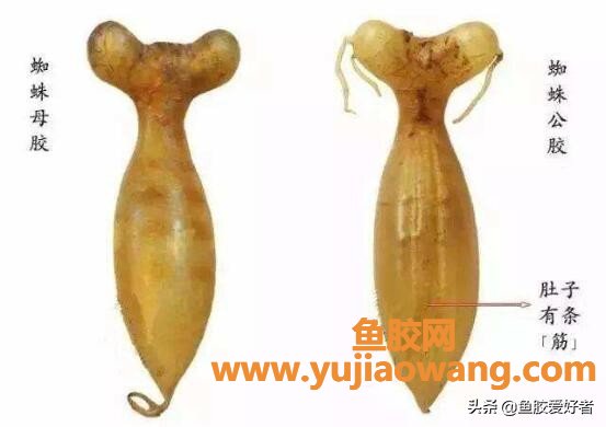 (最值钱是什么鱼胶)为什么说蜘蛛胶具有收藏的价值_难怪今年价格暴涨