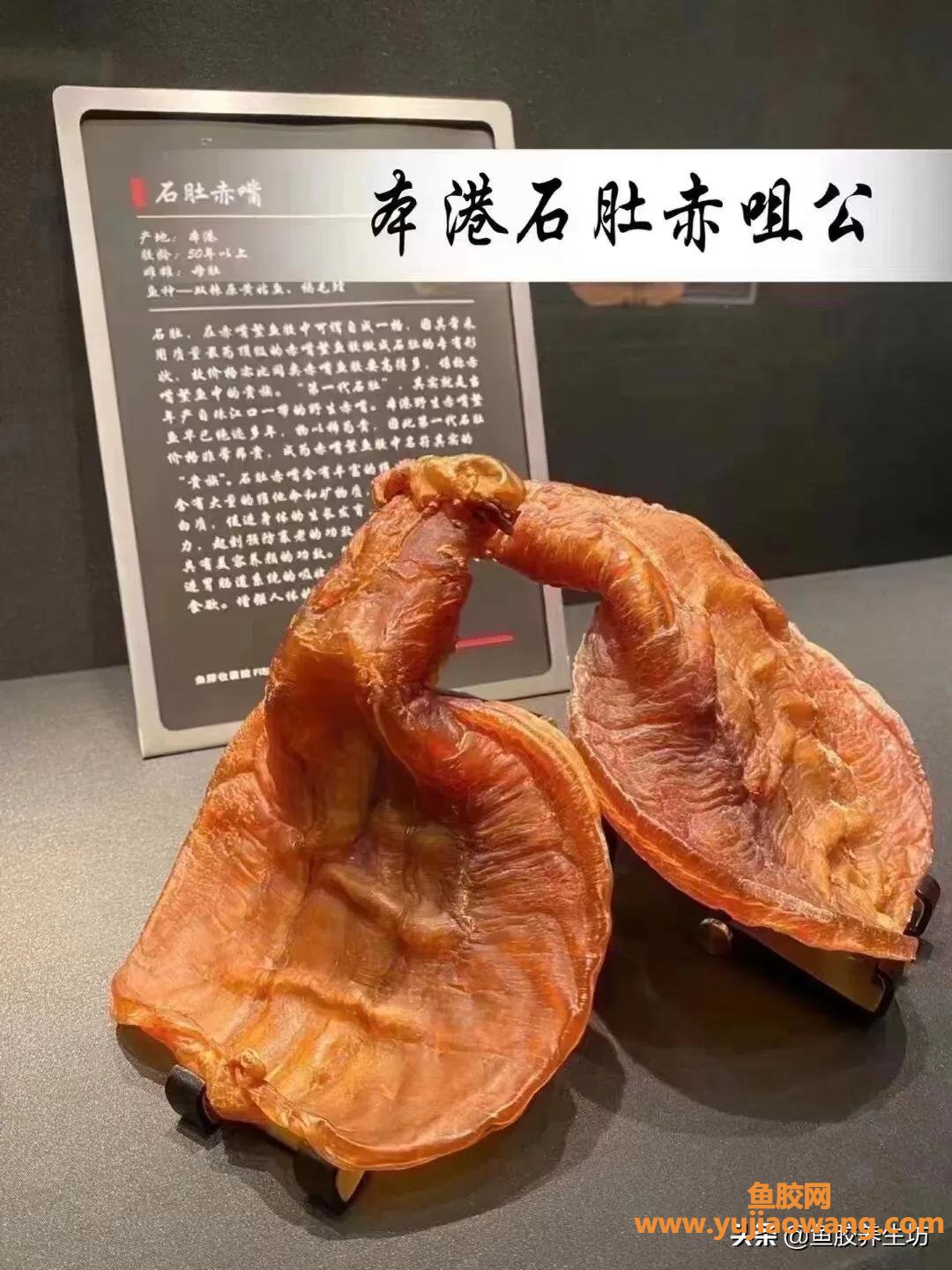 (台山赤嘴鳘鱼胶功效怎么样)谈谈鱼胶行业中的鳘鱼胶