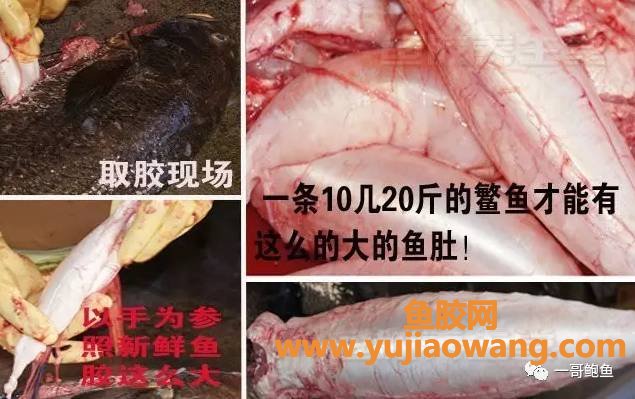 (同仁堂 鱼胶 价格)那些贵的鱼胶到底值不值_鱼胶价格背后你了解吗_