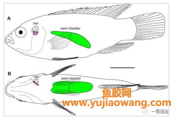 (同仁堂 鱼胶 价格)那些贵的鱼胶到底值不值_鱼胶价格背后你了解吗_