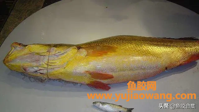 (鳌鱼胶的功效及吃法)鱼胶界的王者_金钱鳖鱼胶为什么这么贵_