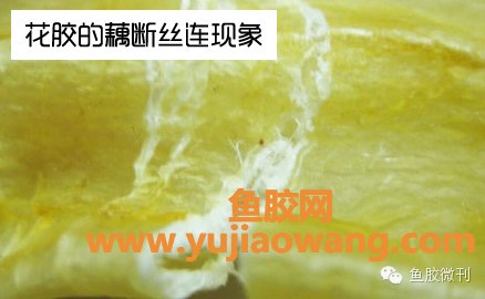 (鱼胶是不是过油的靓)如何分辨鱼胶(花胶)的真伪及优劣_